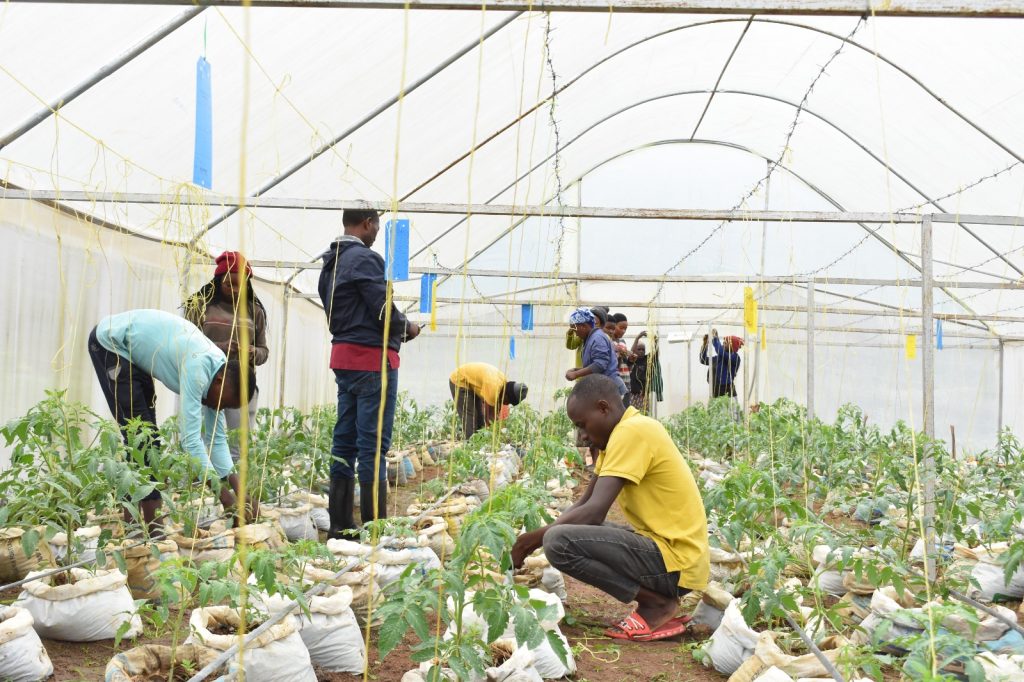 Community Vegetable Gardens
