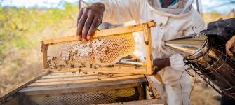 Beekeeping for Income